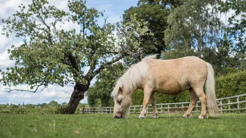 A golden-coloured palomino pony grazes in a field of green grass surrounded by trees